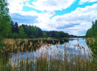 красный бор и озеро Ключевое - фото - 1