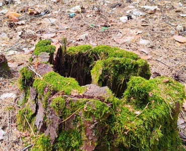 Уборка леса в деревне Телеши. 18.06.2023 - 30