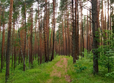 сосновый лес Козьи горы - фото - 1